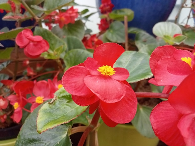 Photo wax begonia is one of the most popular bedding plants in landscaping