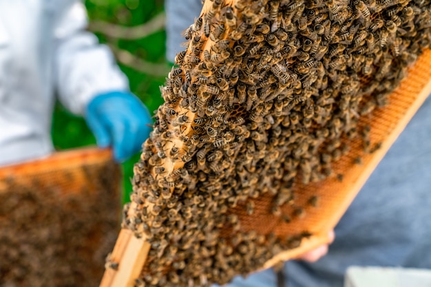 꿀벌 벌집 꿀 생산의 왁스 프레임