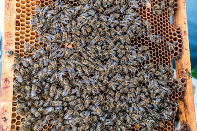 Wax frame in bee hive honey production