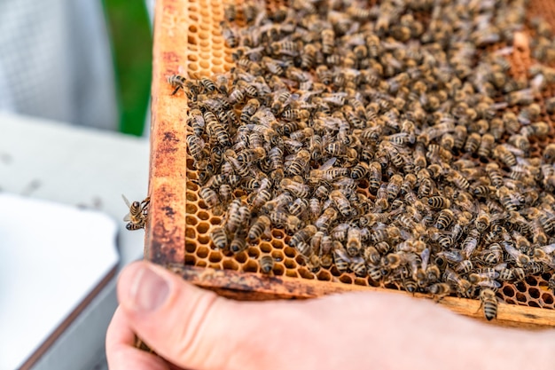 Wax frame in bee hive honey production