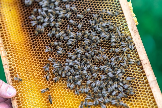 Wax frame in honingproductie bijenkorf