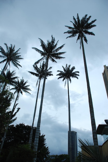 Wax Palm Independence Park, Bogota, Colombia