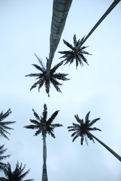 Wax Palm Independence Park, Bogota, Colombia