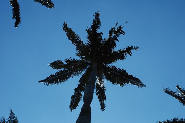 Wax palm independence park, bogota, colombia