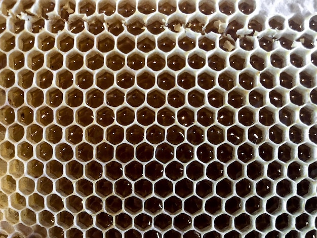 Wax structures and nests of bees from hexagonal prismatic cells. packaging for honey