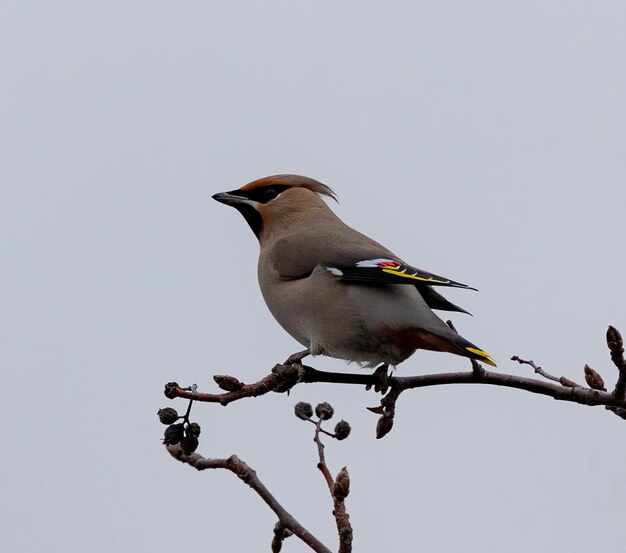 Waxwing bird perched on a tree branch high above