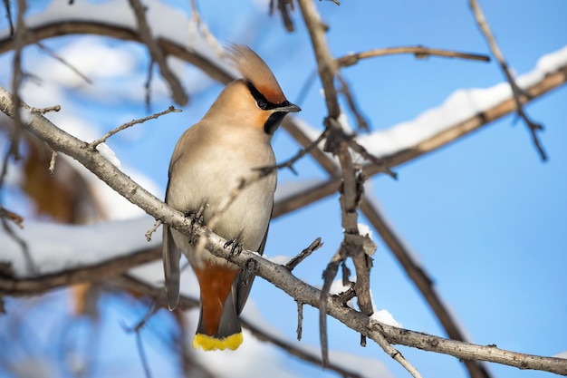 Photo waxwing at the tree