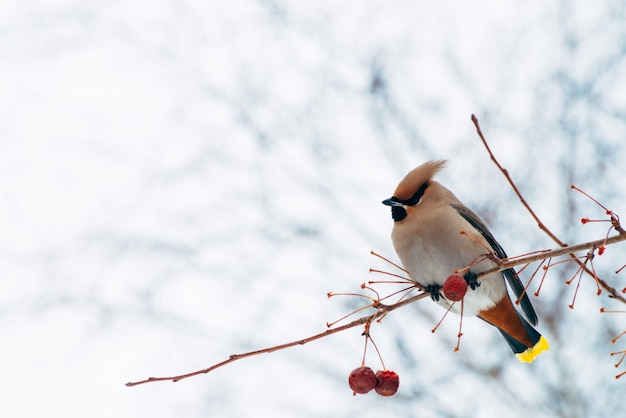 Photo waxwing