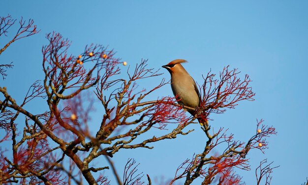 ワックスウィングが冬のベリーを食べている