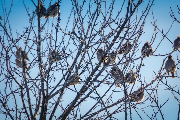 Waxwings op Winter Tree