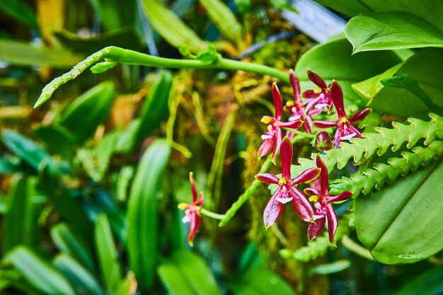 <unk>状の茎の黄色い濃い赤いオルキディアのマクロビュー