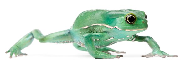 Waxy Monkey Leaf Frog Phyllomedusa sauvagii in front of white background