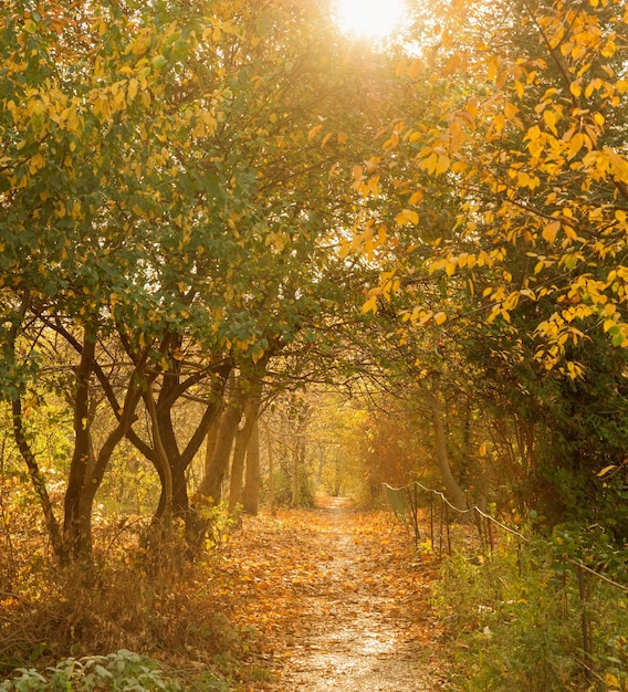 A way between autumn trees with golden leaves opposite the sun\
illuminates the tunnel