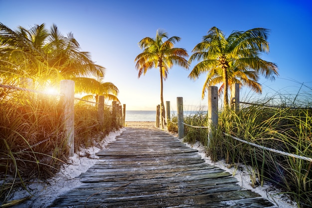 Way to the beach with palms