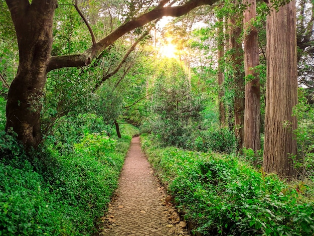 Way in deep forest with path and bright sun shining through the trees,