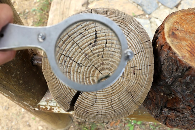 The way to estimate tree age is to count the rings of annual tree growth.