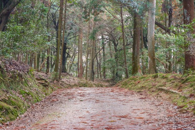 自然の緑の森への道。