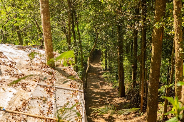 The way on the pine forest that going to peak mountain when summer time