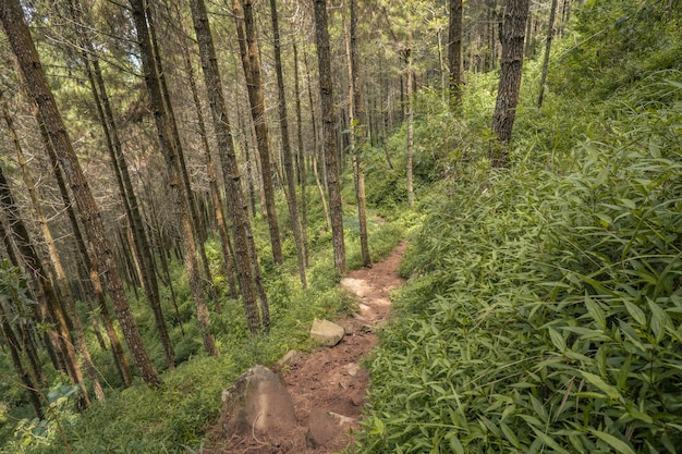 The way on the pine forest that going to peak mountain when summer time