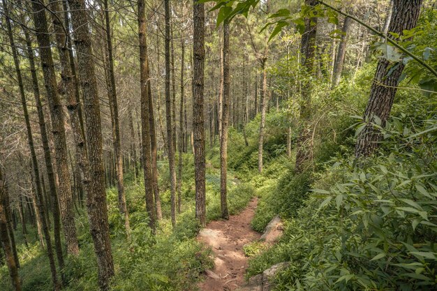 The way on the pine forest that going to peak mountain when summer time