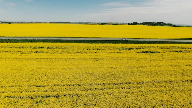 Way on spring field of yellow rapes flowers rape canola field A newlywed couple is driving a convertible retro car on a country straight road for their honeymoon rear view