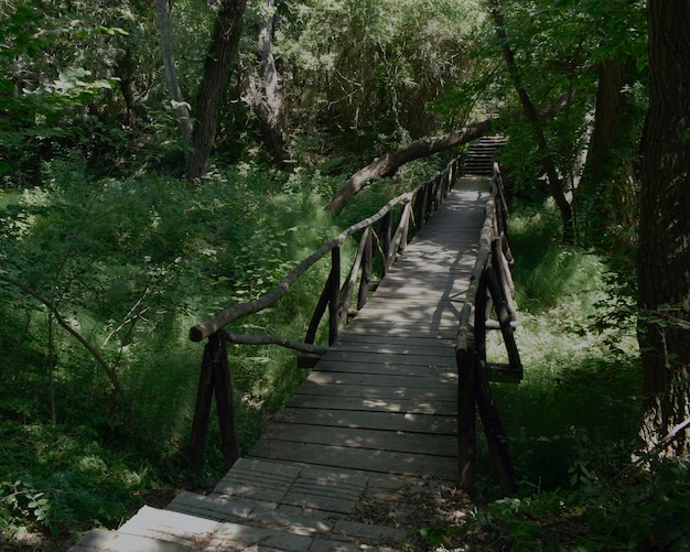 Foto sulla strada per la natura selvaggia