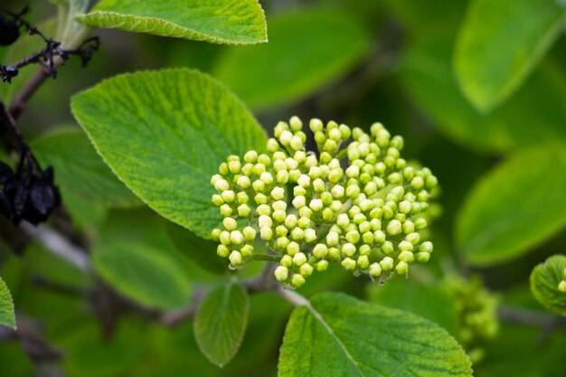 Wayfaring boom bloeit in het voorjaar