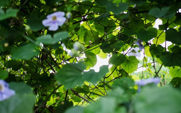 Wazig beeld van paarse bloemen en bladeren in de buitenlucht