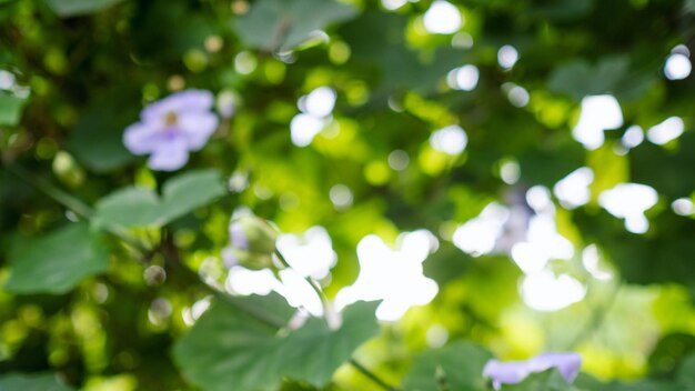 Wazig beeld van paarse bloemen en bladeren in de buitenlucht