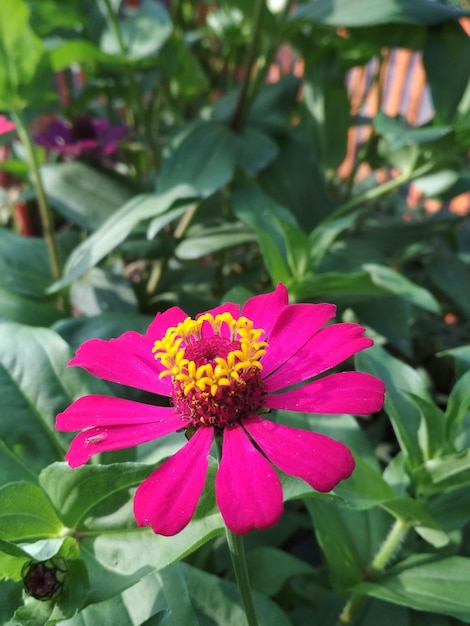 Wazig Close-up rode zinnia bloem bloesem met onscherpe achtergrond Natuur Achtergrond en behang