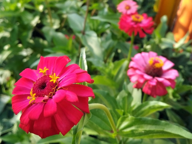 Wazig Close-up rode zinnia bloem bloesem met onscherpe achtergrond Natuur Achtergrond en behang