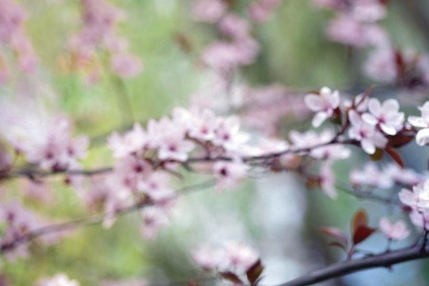 Wazig focus lente bloeiende bomen met wit roze bloemen in de tuin Lente achtergrond