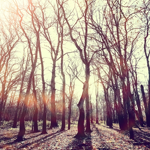 wazig herfstachtergrond park / geel behang, herfstbos, concept van seizoenslandschap, bomen, takken, bladeren