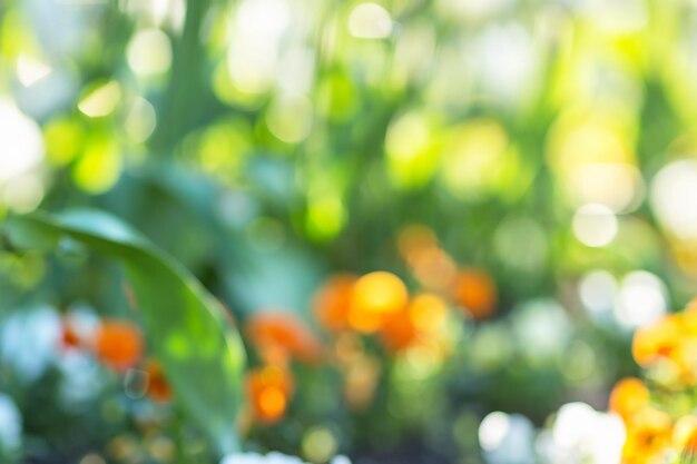 Wazig kleurrijke bloemen achtergrond Ochtend zonlicht lente concept