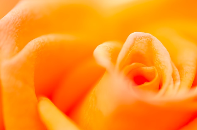 Wazig oranje rozen
