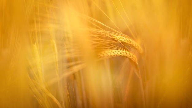 Wazig roggeveld oren van gouden tarwe close-up prachtige natuur zonsondergang landschap herfst