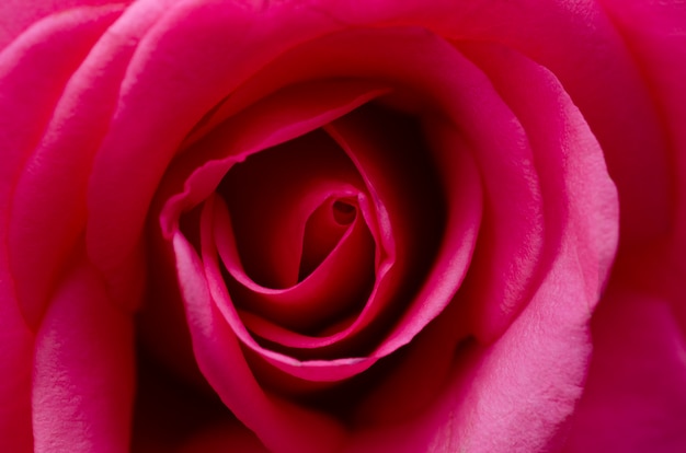 Foto wazig roze rozen met wazig patronen