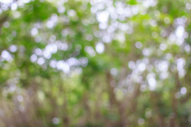 Wazig van groene bokeh op boomachtergrond