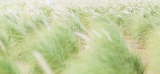 Wazig van groene en gele grassen met bokehachtergrond