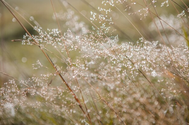 Wazig vers groen grasveld in de vroege ochtend met dauw. Groen gras met bokeh. Natuur achtergrond. Schone omgeving.