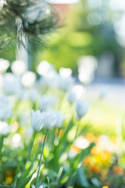 Wazig witte tulpen bloem achtergrond Ochtend zonlicht lente concept