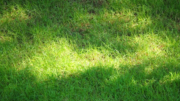 Wazige beelden van echte natuurlijke groene grasveld bovenaanzicht hoek