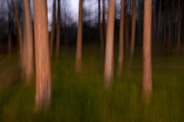 Wazige beweging van bomen in het bos