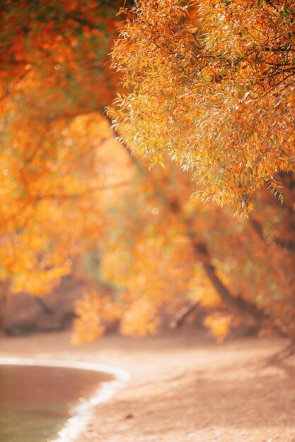 Wazige foto van de rivier van herfstbomen