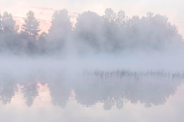 Wazige silhouetten van bos in mist