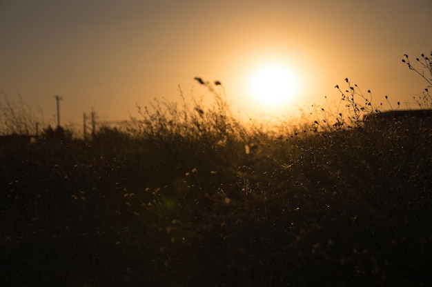 Wazige zonsondergang - grasbloem met heldere zonsondergangachtergrond