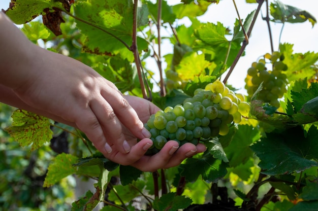 We hold in hand not yet ripe white grapes