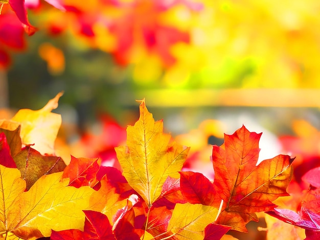 We may think of november as a transitional month falling leaves of autumn further