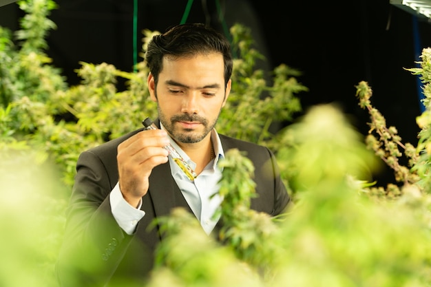 Wealthy businessman in cannabis business and his cannabis farm that are ready