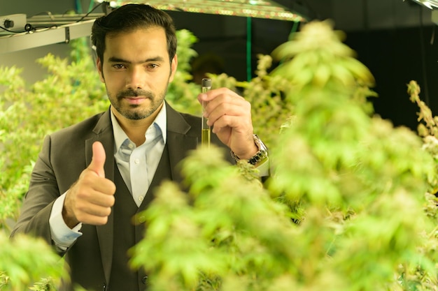 Wealthy businessman in cannabis business and his cannabis farm